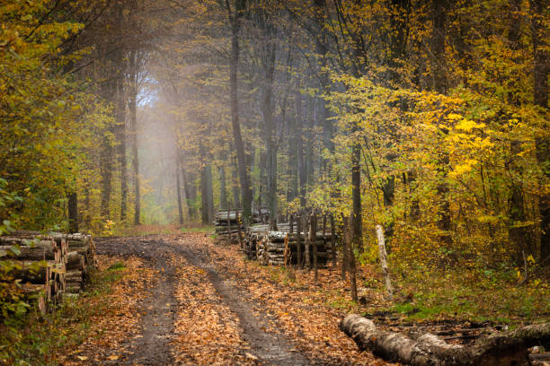 Dirt road in the autumn forest, October day, eastern Poland