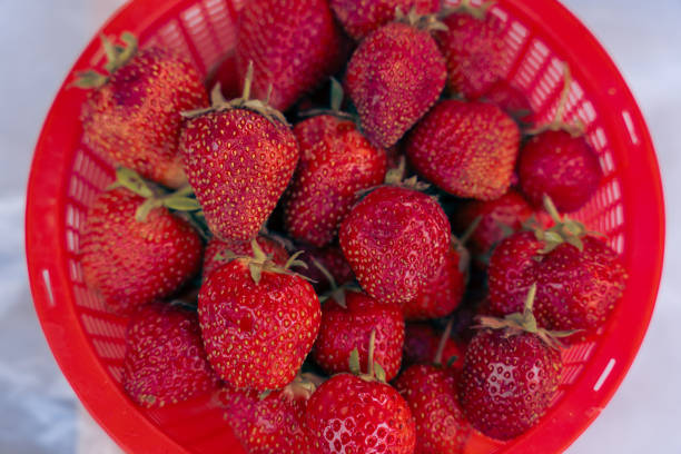 A red bowl filled with ripe strawberries