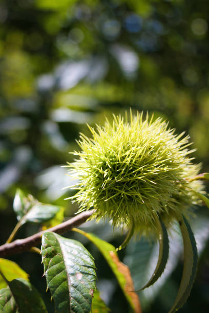 Chestnuts with thorns that look like they would sting and hurt