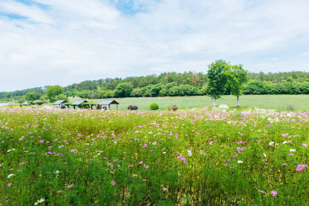 Gesanghua on the grassland