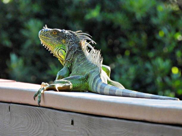 istock Green Iguana (Iguana iguana) - resting on a wood railing 2167790535