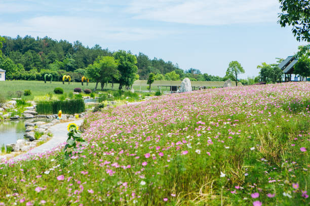 Gesanghua on the grassland
