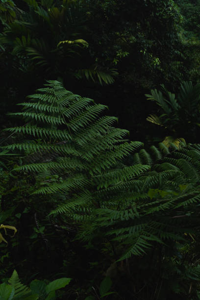 istock A deep evergreen rainforest, jungle, foliage, tropical wild forest, greenery canopy view, a top view or close up of tree in penang hill, concept of ecology, Earth day, biodiversity, mystery background 2167790939