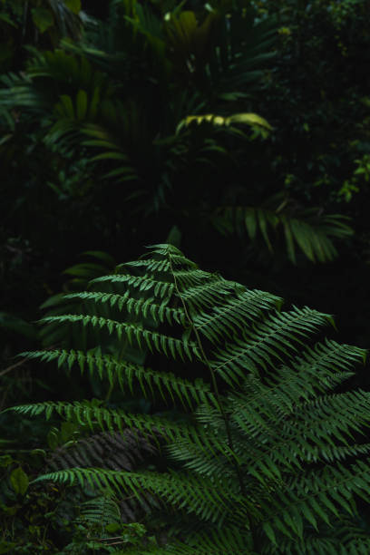 istock A deep evergreen rainforest, jungle, foliage, tropical wild forest, greenery canopy view, a top view or close up of tree in penang hill, concept of ecology, Earth day, biodiversity, mystery background 2167790955