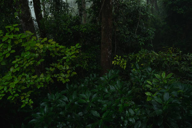 istock A deep evergreen rainforest, jungle, foliage, tropical wild forest, greenery canopy view, a top view or close up of tree in penang hill, concept of ecology, Earth day, biodiversity, mystery background 2167790985