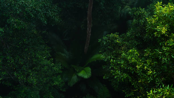 istock A deep evergreen rainforest, jungle, foliage, tropical wild forest, greenery canopy view, a top view or close up of tree in penang hill, concept of ecology, Earth day, biodiversity, mystery background 2167791006