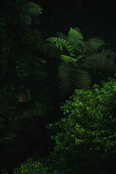 istock A deep evergreen rainforest, jungle, foliage, tropical wild forest, greenery canopy view, a top view or close up of tree in penang hill, concept of ecology, Earth day, biodiversity, mystery background 2167791019
