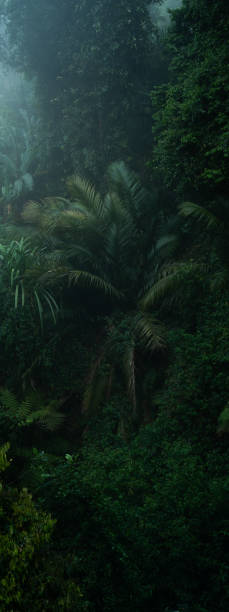 istock A deep evergreen rainforest, jungle, foliage, tropical wild forest, greenery canopy view, a top view or close up of tree in penang hill, concept of ecology, Earth day, biodiversity, mystery background 2167791049