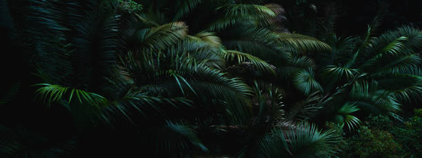 istock A deep evergreen rainforest, jungle, foliage, tropical wild forest, greenery canopy view, a top view or close up of tree in penang hill, concept of ecology, Earth day, biodiversity, mystery background 2167791085