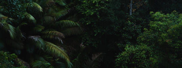 istock A deep evergreen rainforest, jungle, foliage, tropical wild forest, greenery canopy view, a top view or close up of tree in penang hill, concept of ecology, Earth day, biodiversity, mystery background 2167791092