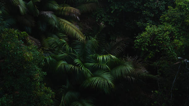 istock A deep evergreen rainforest, jungle, foliage, tropical wild forest, greenery canopy view, a top view or close up of tree in penang hill, concept of ecology, Earth day, biodiversity, mystery background 2167791094