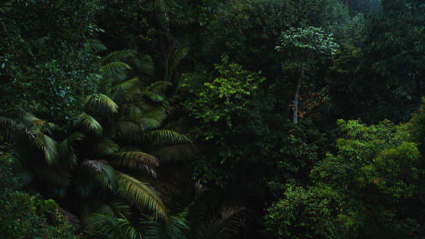 istock A deep evergreen rainforest, jungle, foliage, tropical wild forest, greenery canopy view, a top view or close up of tree in penang hill, concept of ecology, Earth day, biodiversity, mystery background 2167791098