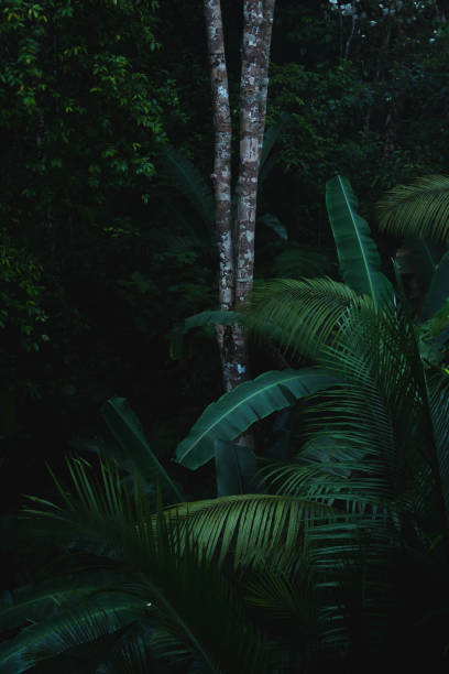 istock A deep evergreen rainforest, jungle, foliage, tropical wild forest, greenery canopy view, a top view or close up of tree in penang hill, concept of ecology, Earth day, biodiversity, mystery background 2167791104
