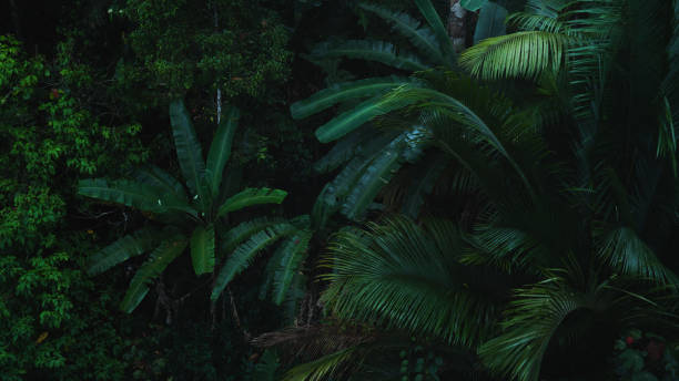 istock A deep evergreen rainforest, jungle, foliage, tropical wild forest, greenery canopy view, a top view or close up of tree in penang hill, concept of ecology, Earth day, biodiversity, mystery background 2167791105