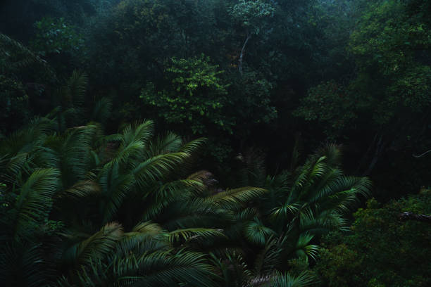 istock A deep evergreen rainforest, jungle, foliage, tropical wild forest, greenery canopy view, a top view or close up of tree in penang hill, concept of ecology, Earth day, biodiversity, mystery background 2167791107