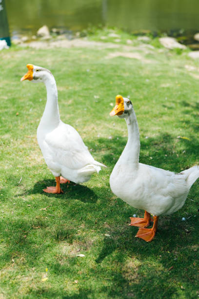 istock Muscovy duck, tumor headed duck, and Tun duck 2167791109