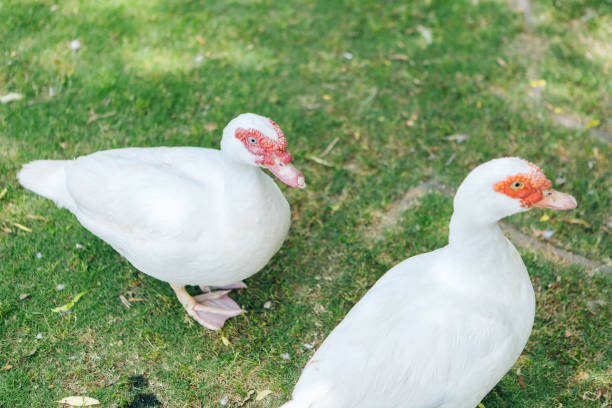 Muscovy duck, tumor headed duck, and Tun duck