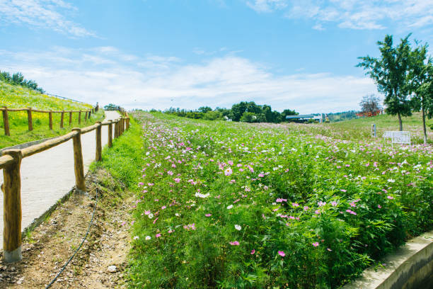 Gesanghua on the grassland