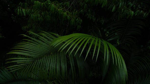 istock A deep evergreen rainforest, jungle, foliage, tropical wild forest, greenery canopy view, a top view or close up of tree in penang hill, concept of ecology, Earth day, biodiversity, mystery background 2167791157