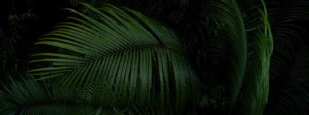 istock A deep evergreen rainforest, jungle, foliage, tropical wild forest, greenery canopy view, a top view or close up of tree in penang hill, concept of ecology, Earth day, biodiversity, mystery background 2167791173