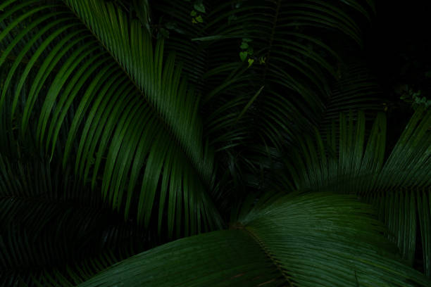 istock A deep evergreen rainforest, jungle, foliage, tropical wild forest, greenery canopy view, a top view or close up of tree in penang hill, concept of ecology, Earth day, biodiversity, mystery background 2167791192