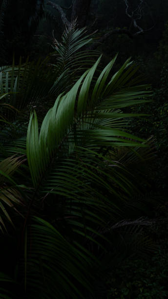 istock A deep evergreen rainforest, jungle, foliage, tropical wild forest, greenery canopy view, a top view or close up of tree in penang hill, concept of ecology, Earth day, biodiversity, mystery background 2167791209