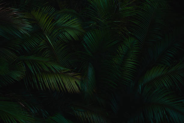 istock A deep evergreen rainforest, jungle, foliage, tropical wild forest, greenery canopy view, a top view or close up of tree in penang hill, concept of ecology, Earth day, biodiversity, mystery background 2167791210
