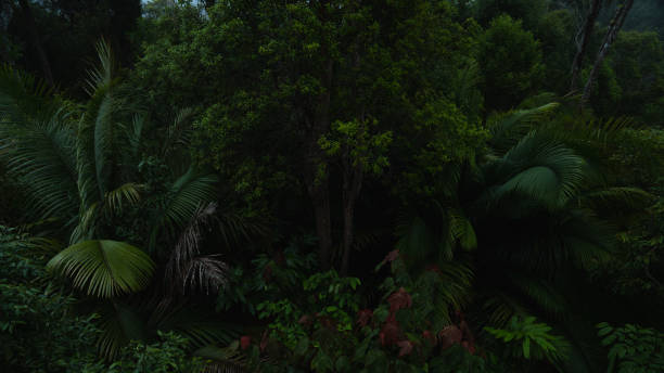 istock A deep evergreen rainforest, jungle, foliage, tropical wild forest, greenery canopy view, a top view or close up of tree in penang hill, concept of ecology, Earth day, biodiversity, mystery background 2167791213