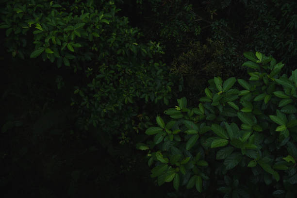 A deep evergreen rainforest, jungle, foliage, tropical wild forest, greenery canopy view, a top view or close up of tree in penang hill, concept of ecology, Earth day, biodiversity, mystery background