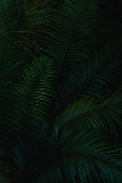 istock A deep evergreen rainforest, jungle, foliage, tropical wild forest, greenery canopy view, a top view or close up of tree in penang hill, concept of ecology, Earth day, biodiversity, mystery background 2167791217