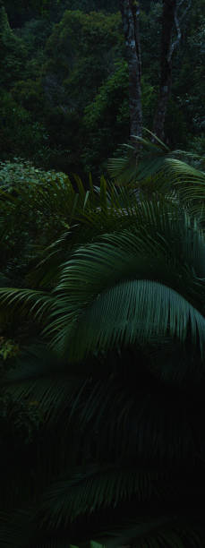 istock A deep evergreen rainforest, jungle, foliage, tropical wild forest, greenery canopy view, a top view or close up of tree in penang hill, concept of ecology, Earth day, biodiversity, mystery background 2167791222