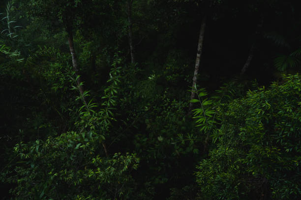 A deep evergreen rainforest, jungle, foliage, tropical wild forest, greenery canopy view, a top view or close up of tree in penang hill, concept of ecology, Earth day, biodiversity, mystery background