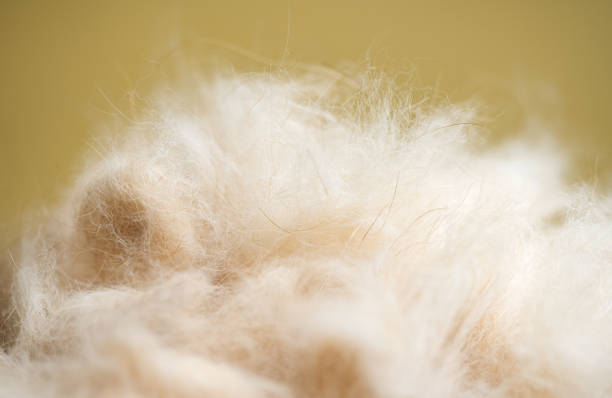 Alpaca's warm-looking long hair
