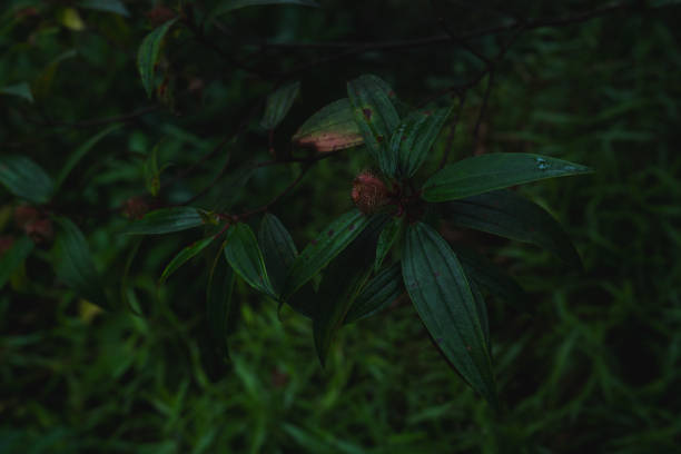 A deep evergreen rainforest, jungle, foliage, tropical wild forest, greenery canopy view, a top view or close up of tree in penang hill, concept of ecology, Earth day, biodiversity, mystery background