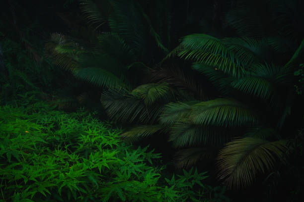 A deep evergreen rainforest, jungle, foliage, tropical wild forest, greenery canopy view, a top view or close up of tree in penang hill, concept of ecology, Earth day, biodiversity, mystery background
