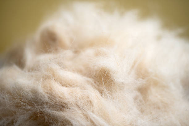 istock beige animal fur 2167792396