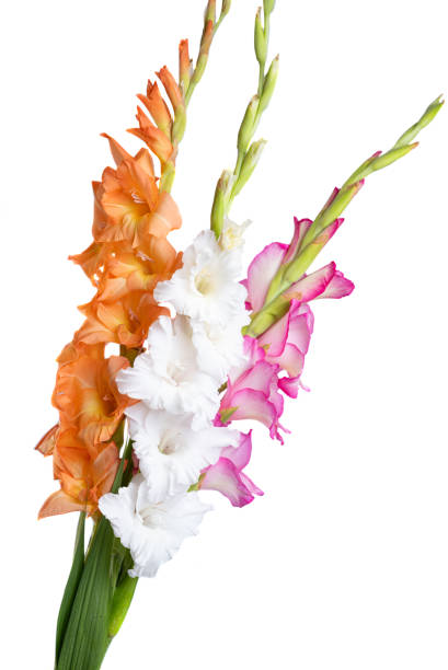 istock gladiolus flowers isolated 2167792796