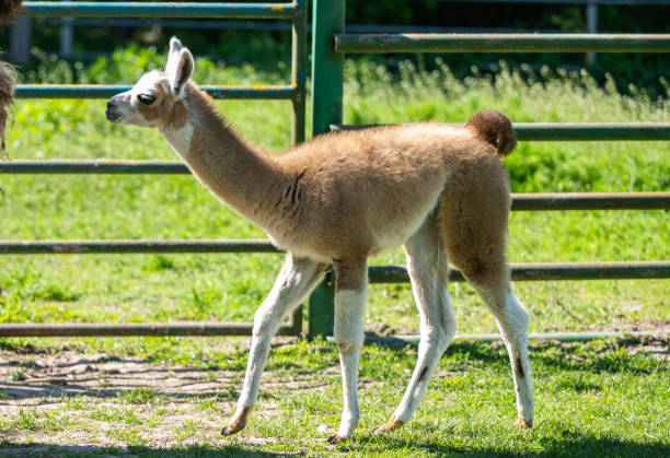 istock young llama in the zoo 2167794235