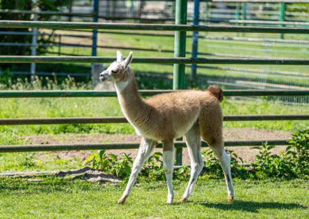 istock young llama in the zoo 2167794975