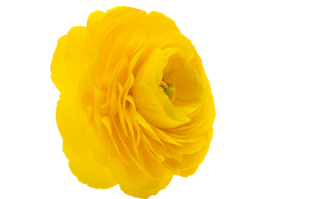 beautiful buttercup flower isolated on white background