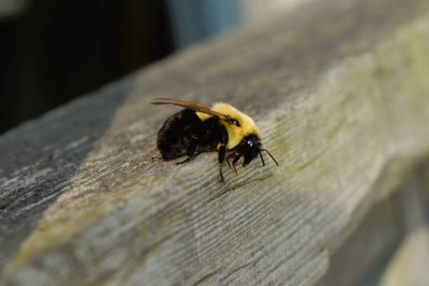 istock Closeup of bumblebee. 2167795334