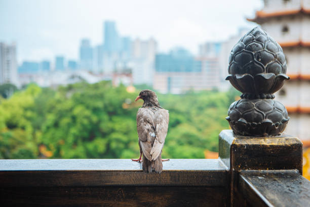 Pigeons on rainy days and ancient Chinese architecture, quiet scenes, Zen meditation