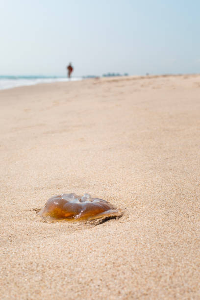 istock Jellyfish on the Beach 2167799609