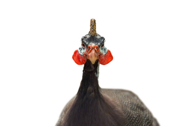 istock Funny guinea fowl . 2167800581