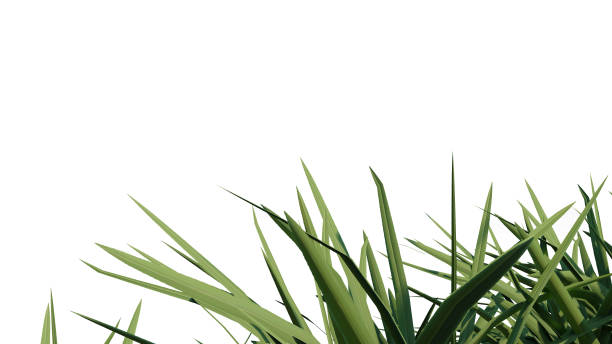 istock vegetation nature plant green natural environment foliage background 3d render. 2167800834