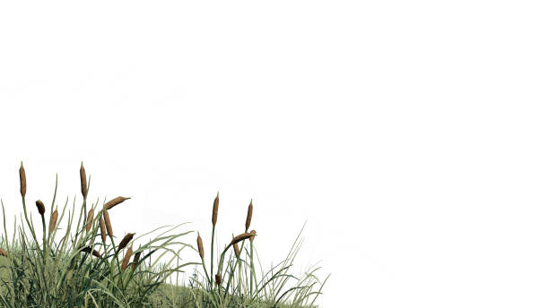 istock vegetation nature plant green natural environment foliage background 3d render. 2167800849