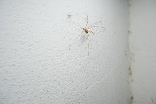 istock At the corner of the wall, two spiders are mating. 2167801239