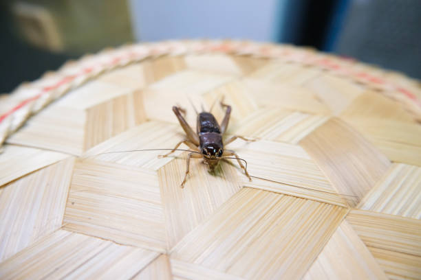 istock Front view photograph of a cricket. 2167801459