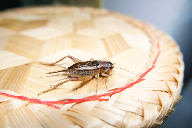 istock Close-up photo of a cricket's side view. 2167801519