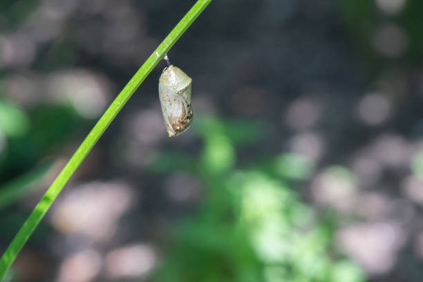 A close up of monarch butterfly chrysalis attached to plant stem in garden.